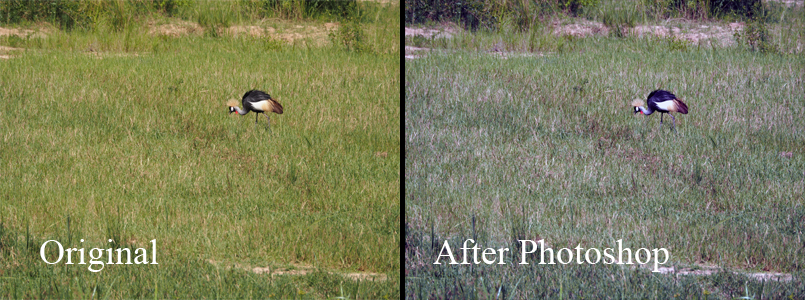 I personally like the original better.  After Photoshop, I noticed the color is duller and not as lively.  I think Photoshop added more blue to the image.  I prefered the original showing the lush, green grass.